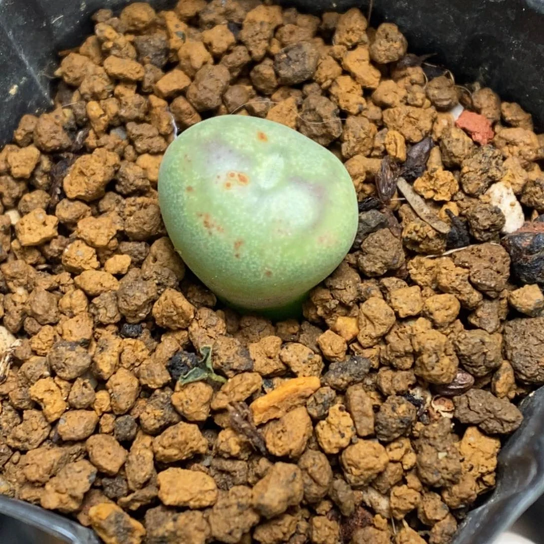 多肉植物肉锥杂交K-551 下播