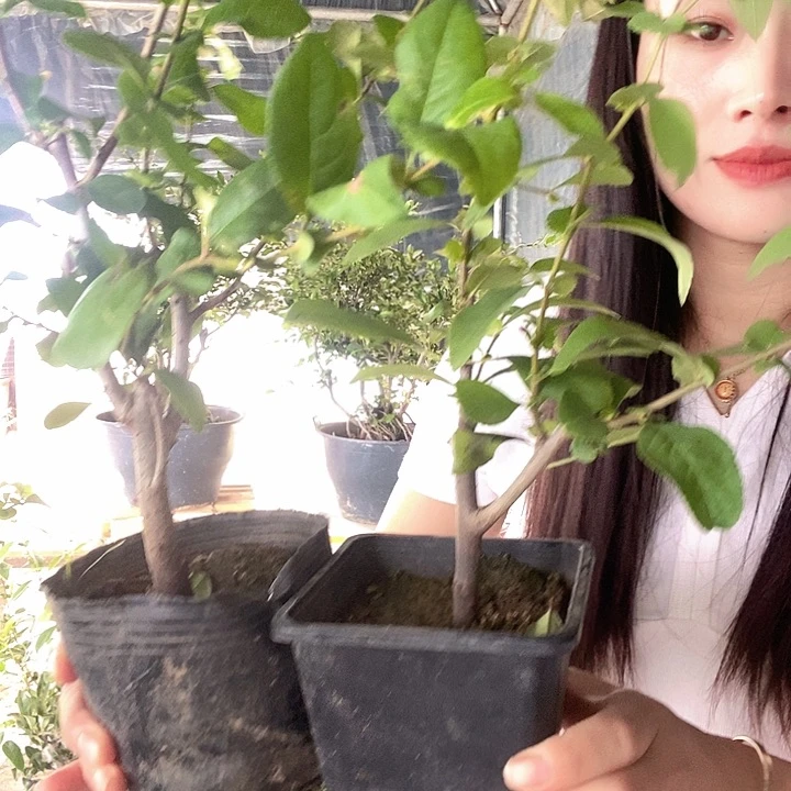 无花朵东洋锦 初心原盆发
