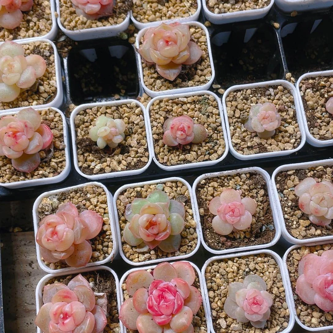 桃坞穴一个满25包邮