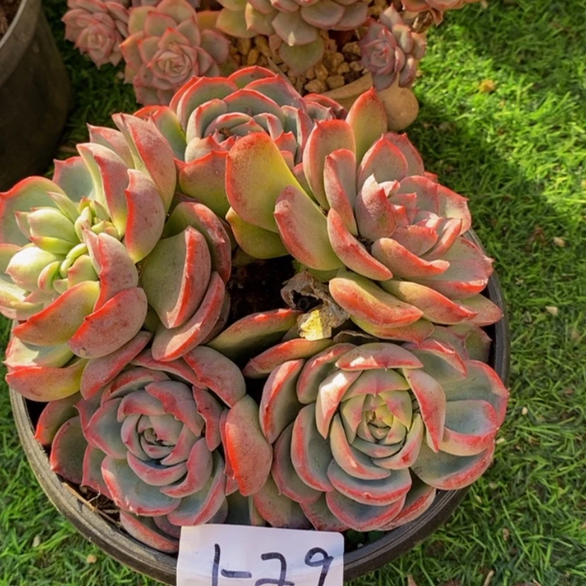【闪购商品】多肉植物的