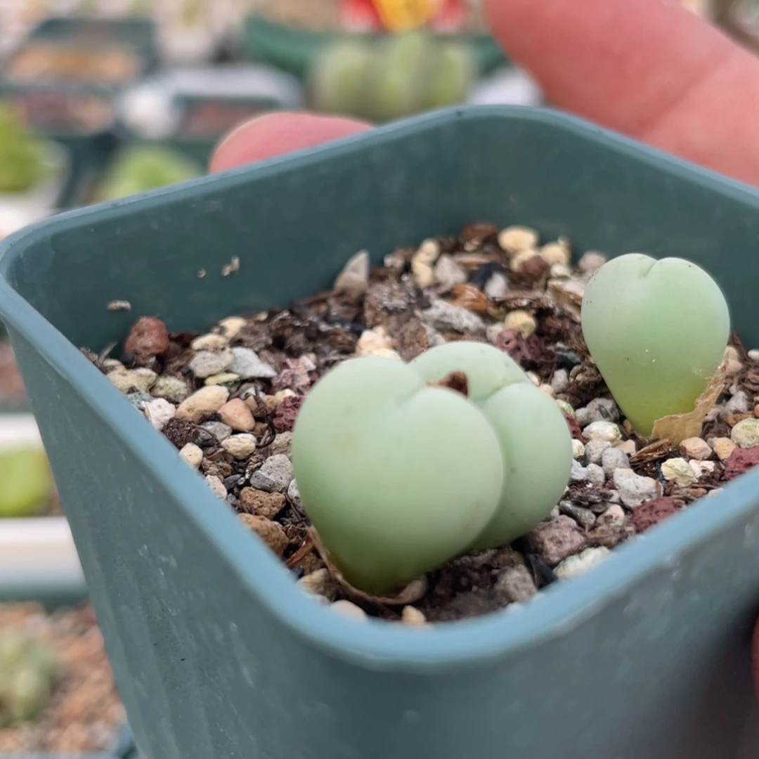 爱心小拳拳植物一物一拍