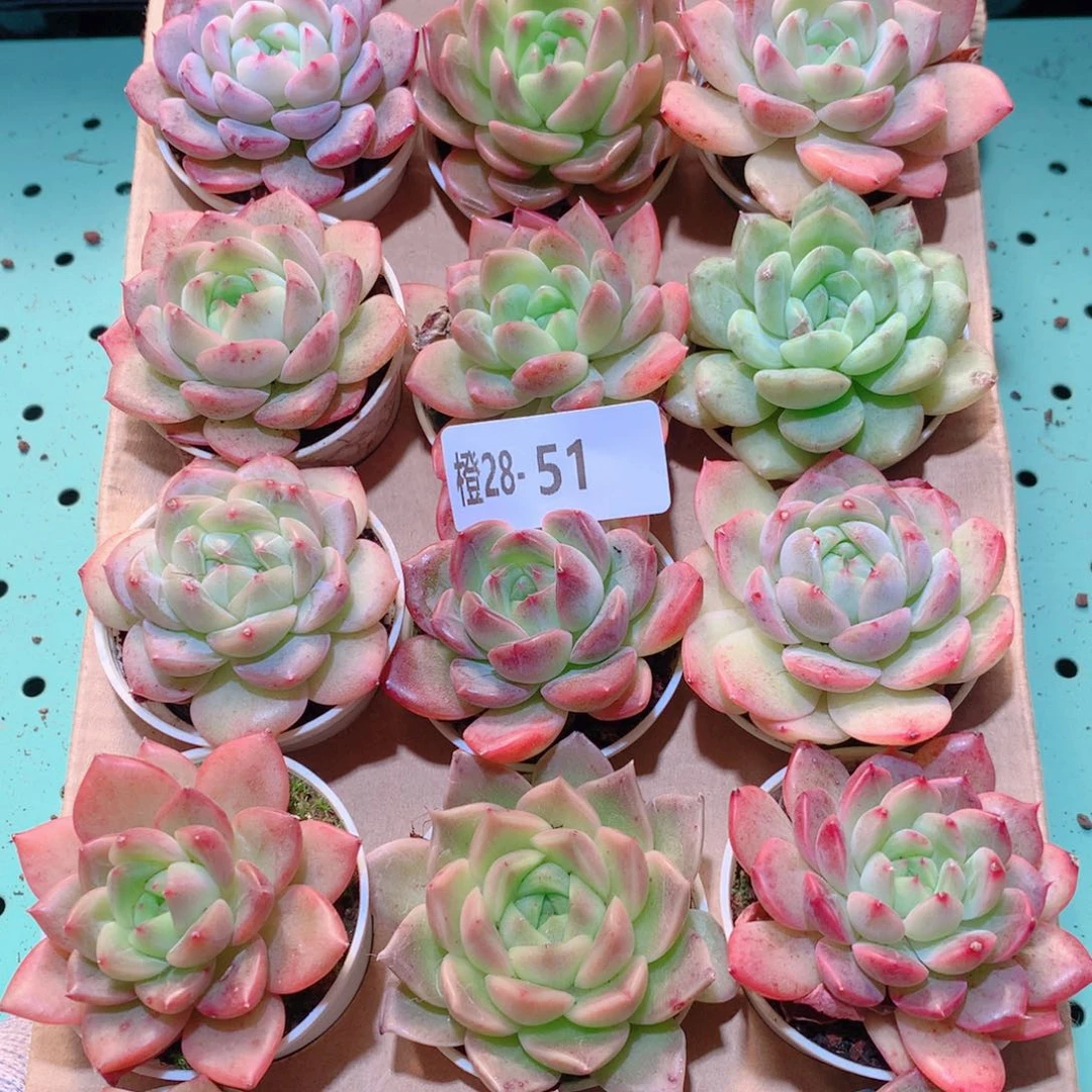 28-51一物一拍多肉带盆18颗