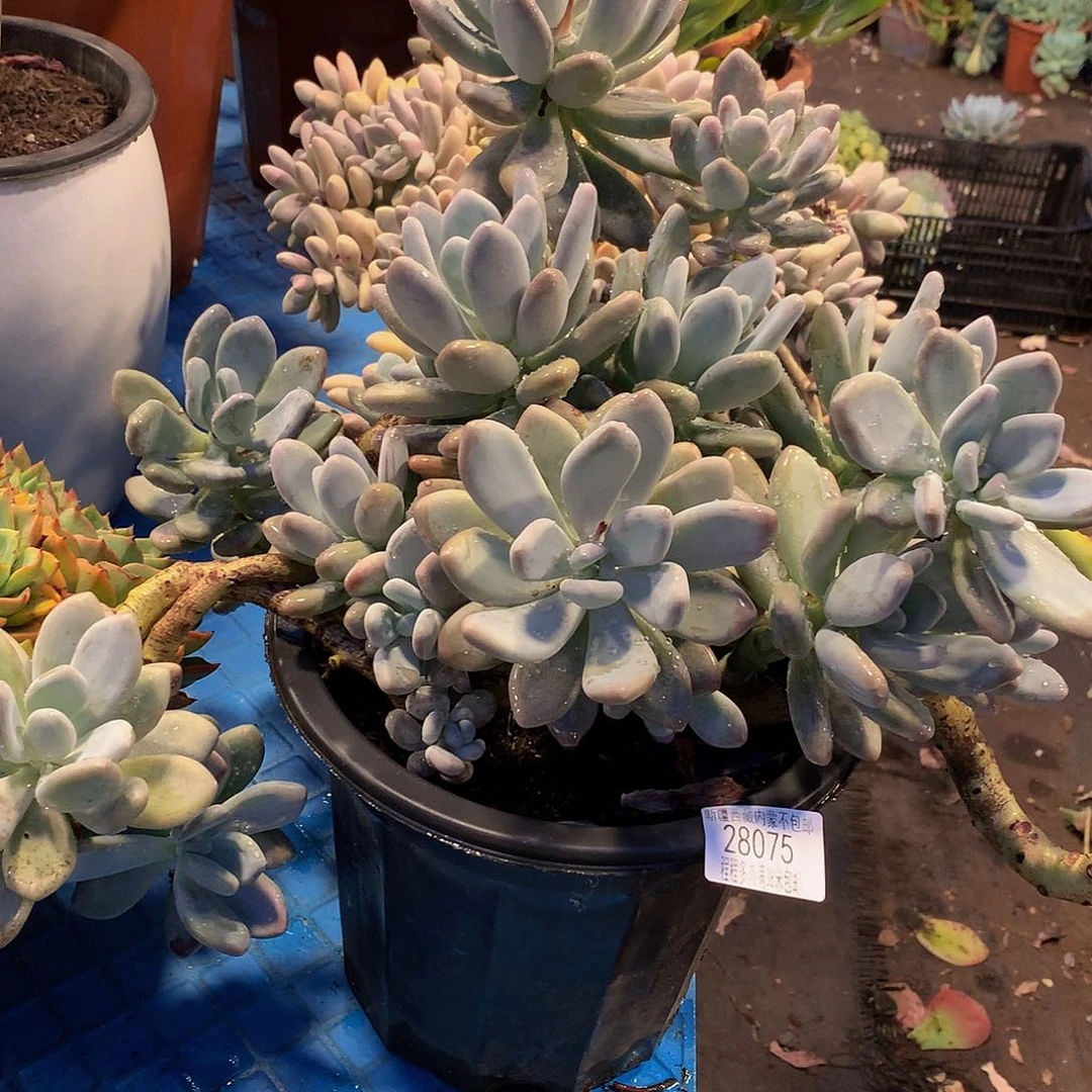 娜*橙雪球28075多肉多肉