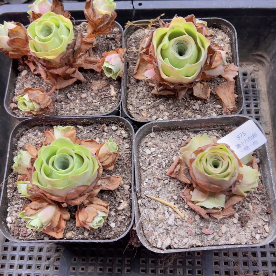 975 侧牙掉了不包损无售后