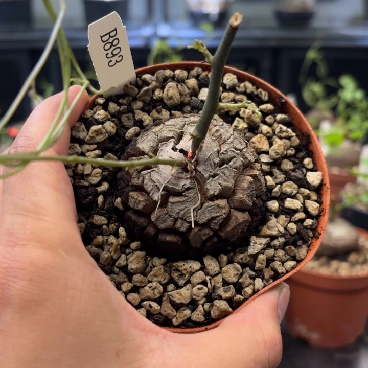 893 南非龟甲龙带盆