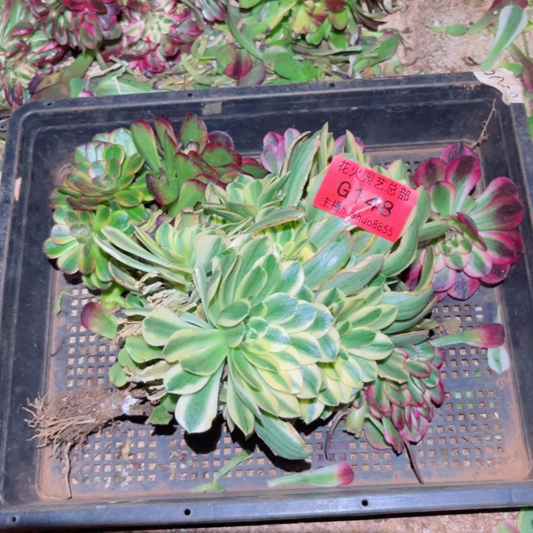 组合148多肉植物