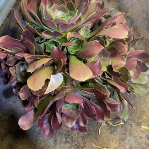 邵修玫瑰多肉植物7020