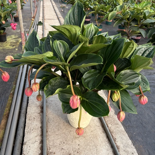 特大宝莲灯26花苞 室内阳台高档名贵花卉