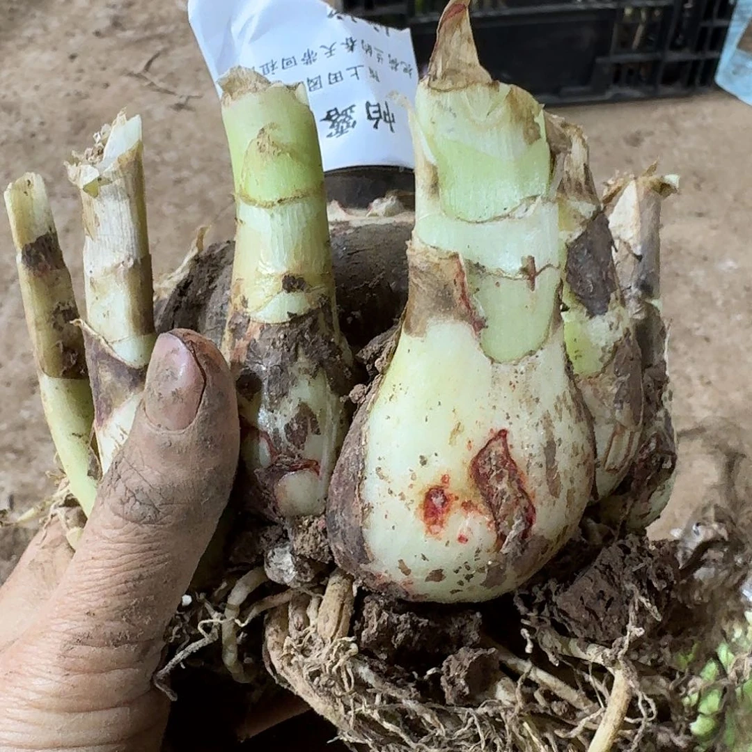 帕露露坨坨开花球