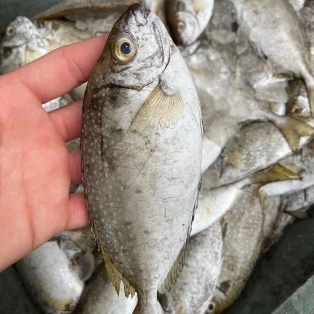 泥萌鱼  鬼婆鱼 天然渔船海捕  阳江海陵岛本港