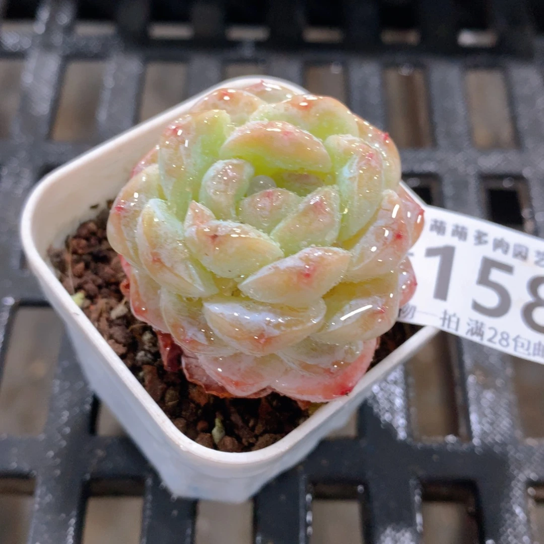 肉萌萌拇指盆精控多肉ZF158