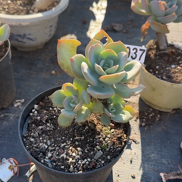 秋**u037无售后白凤脱土发货不退不换