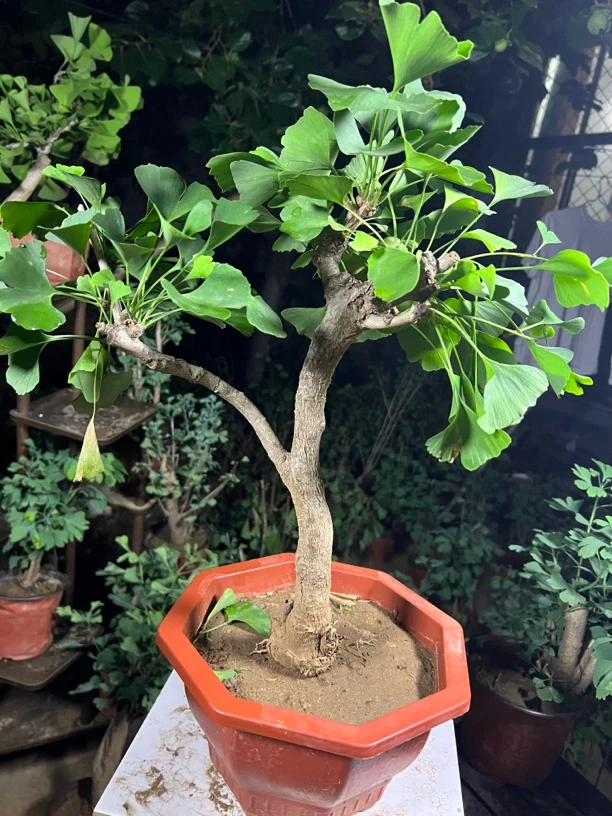 银杏树老桩绿叶造型盆栽易活提根绿植