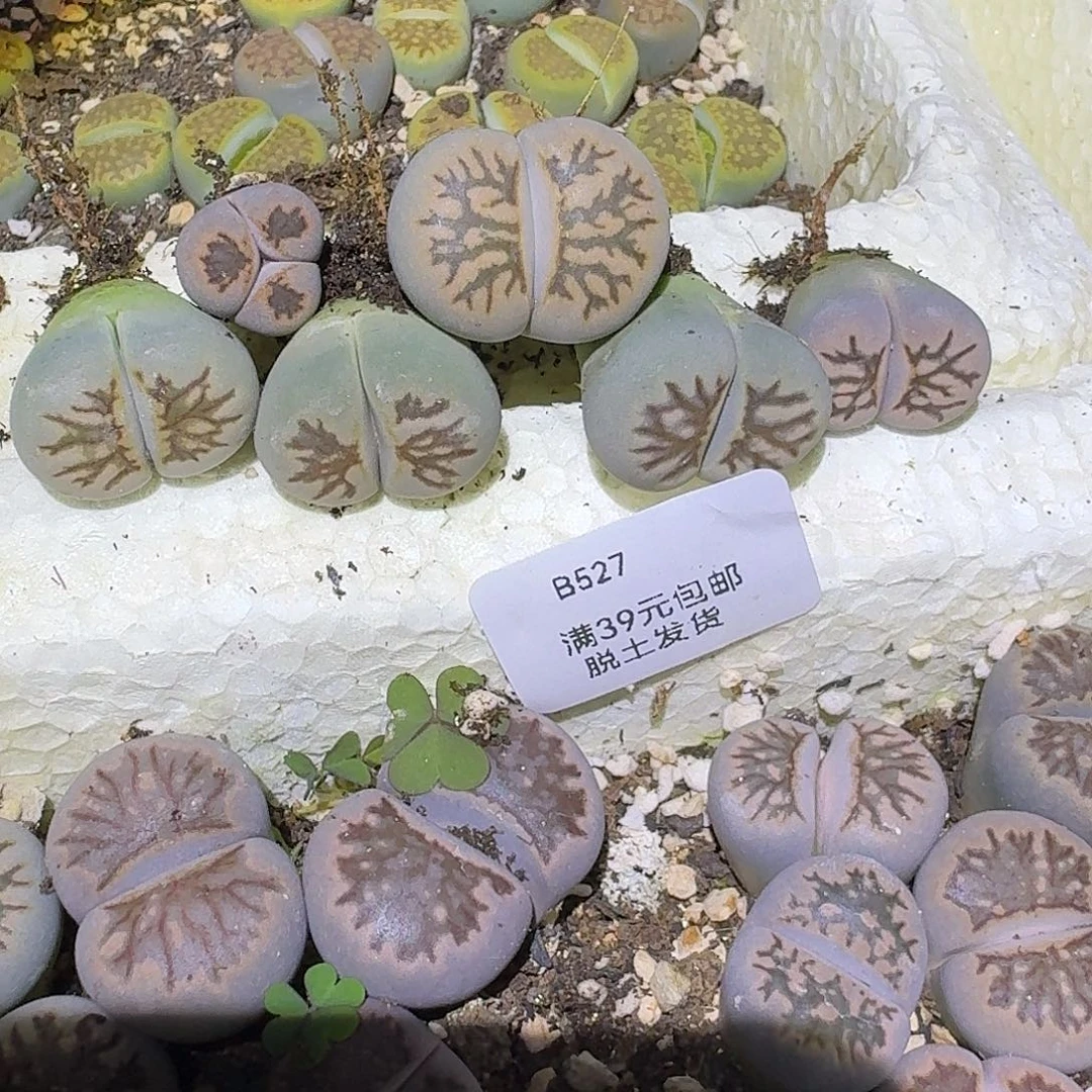 粉***心527多肉哈哈哈哈哈哈