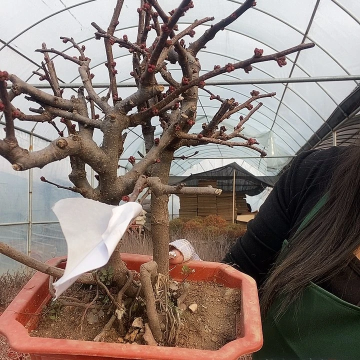 卡*拉原生长寿改天