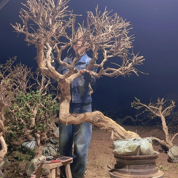 当前无花栽培后可以开花