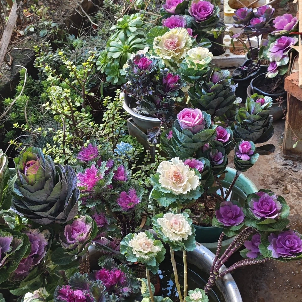 冬日玫瑰，羽衣甘蓝耐寒四季可养适合庭院阳台观赏甘蓝菜