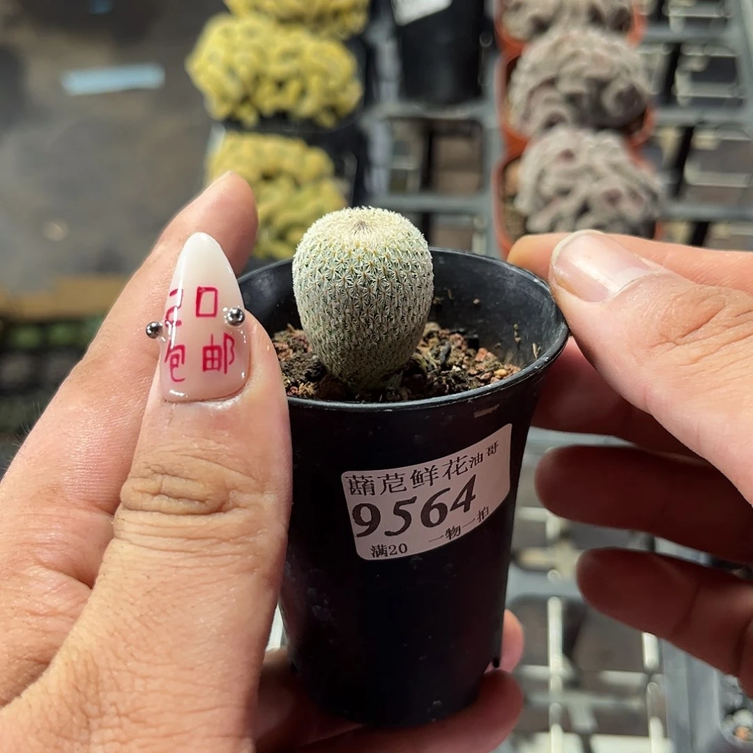 乌***木9564一物一拍单头发货