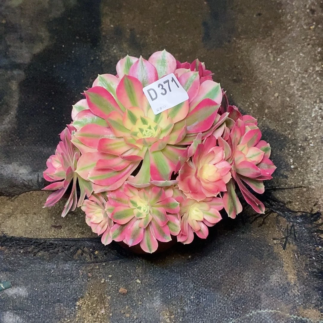 北***花粉女巫371多肉11111
