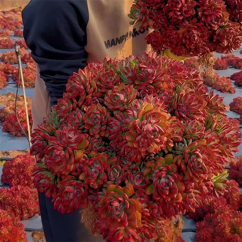 零花钱多肉    地栽红稚莲   多肉植物   颜色鲜艳  可地栽