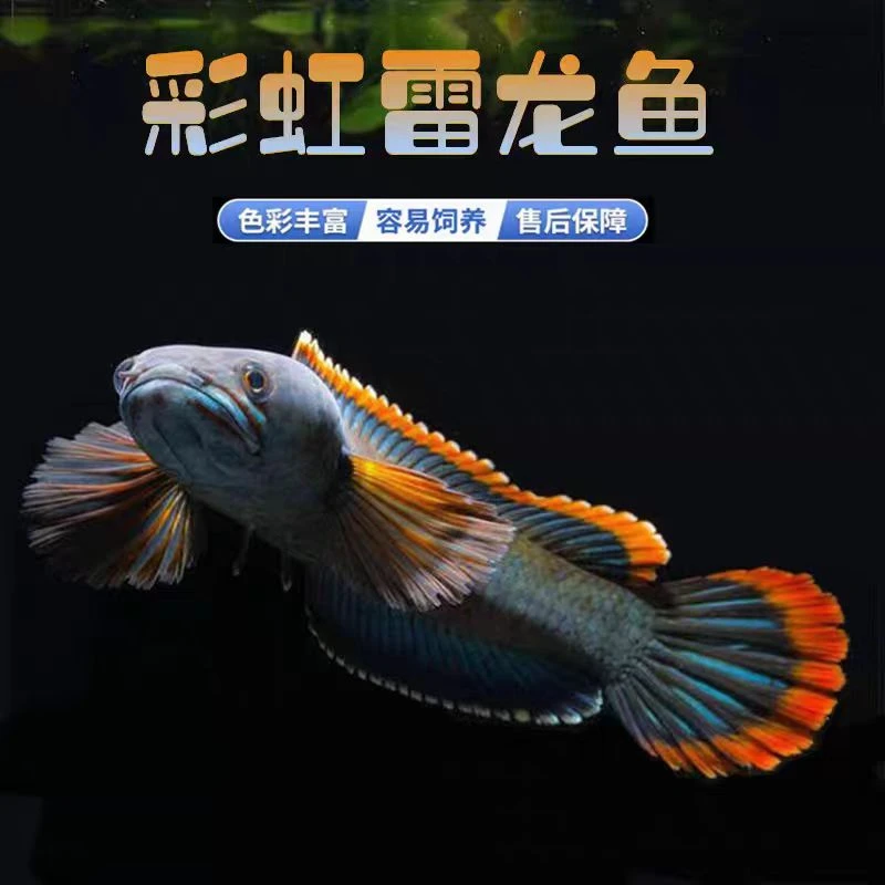 【小熙直播专用】  单缸精养黑月 南鳢彩虹雷龙鱼