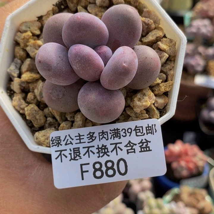 糖豆奶4cm980多肉植物