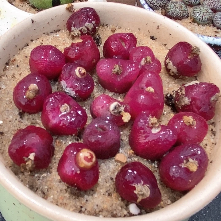 红樱桃一颗    1800.5