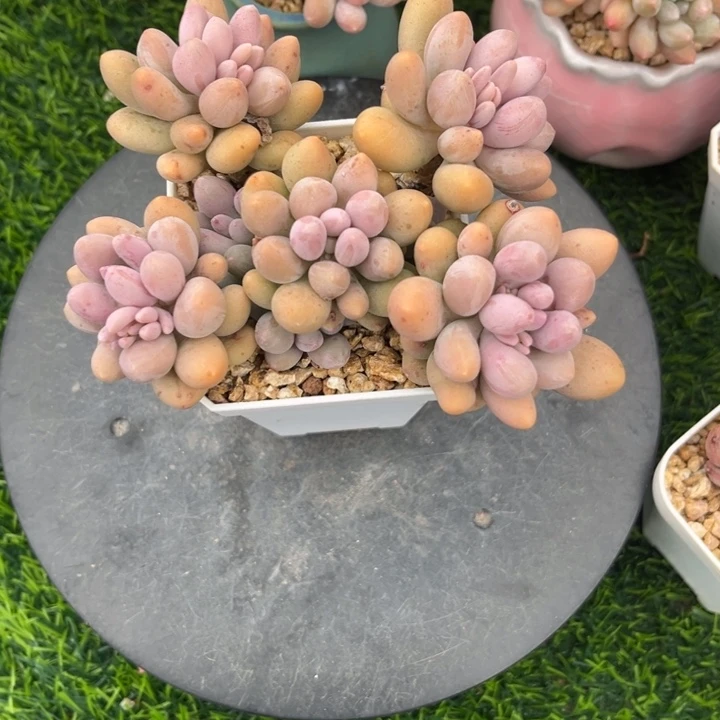 x****5tuo l l le b j wo m o