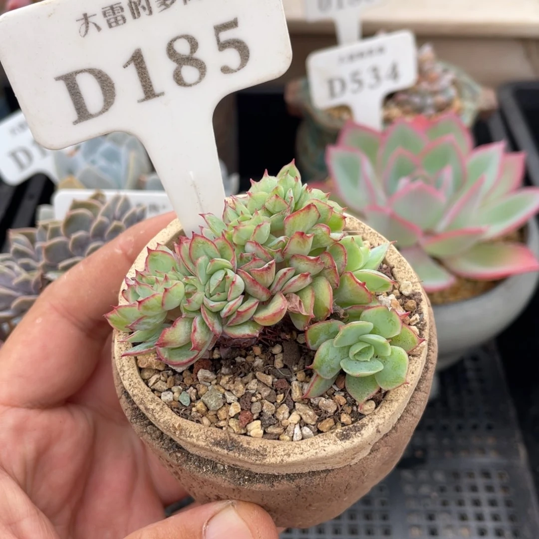 185牡丹亭缀不带盆7厘米