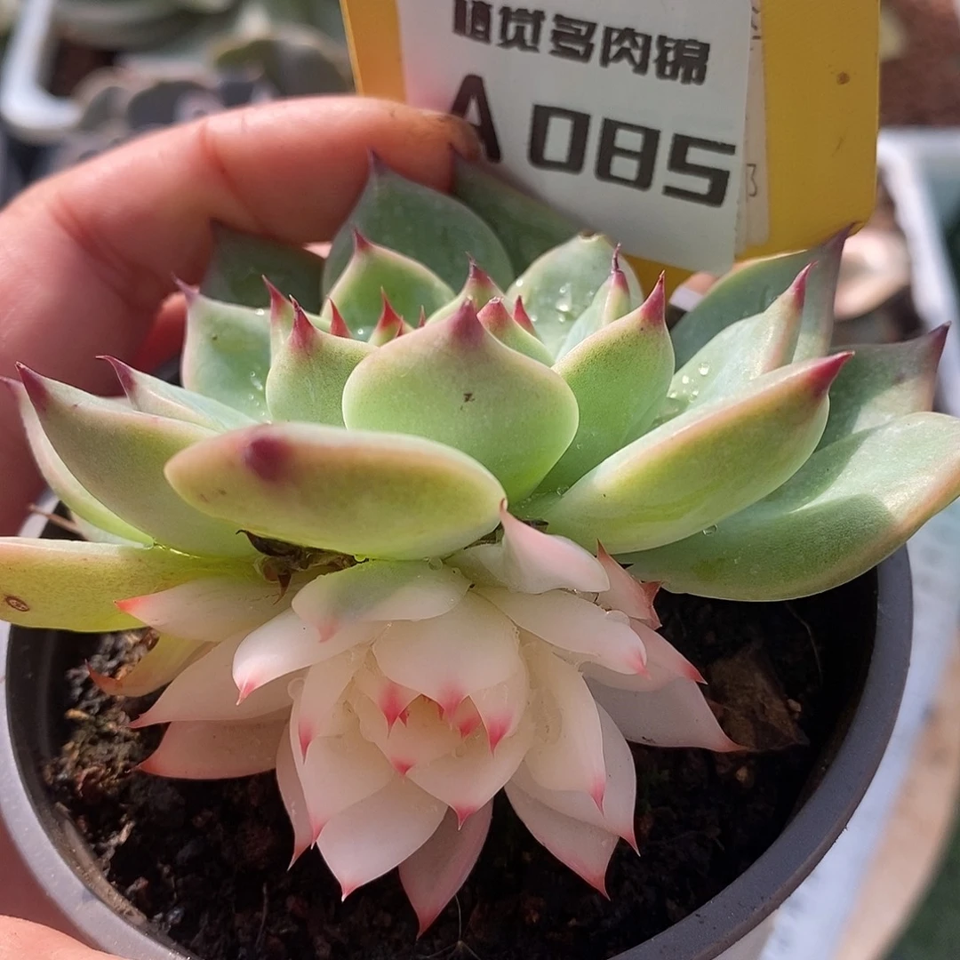 85娃娃哈哈哈哈哈哈哈