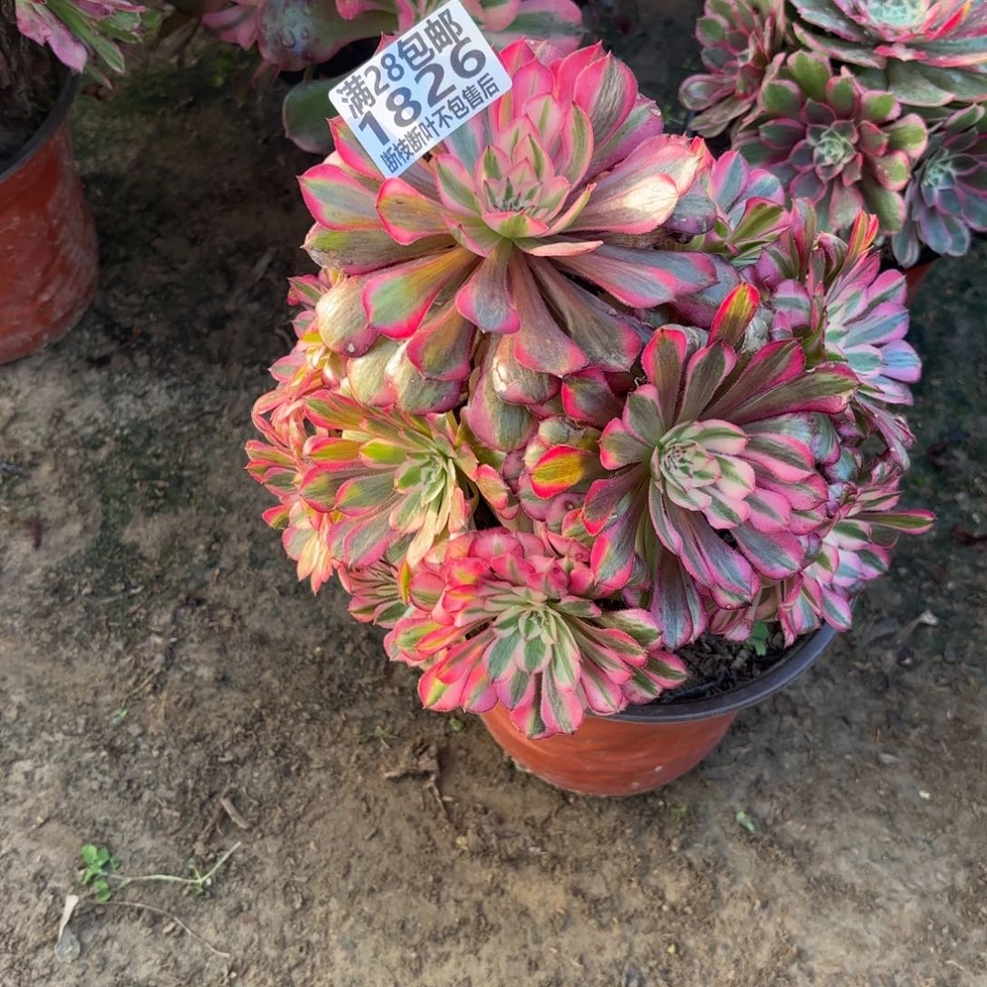 M. 1826红铜白多肉。cede