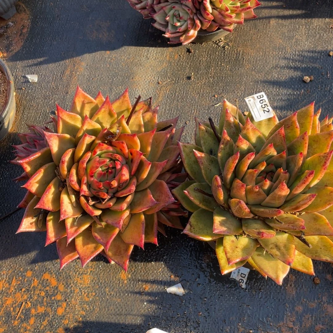 L***e无花朵若如东云组拍B652