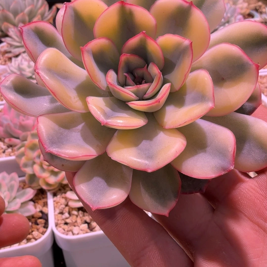 猎户座锦多肉锦景天