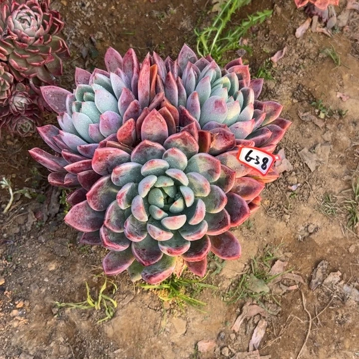 精品多肉植物老桩杂交