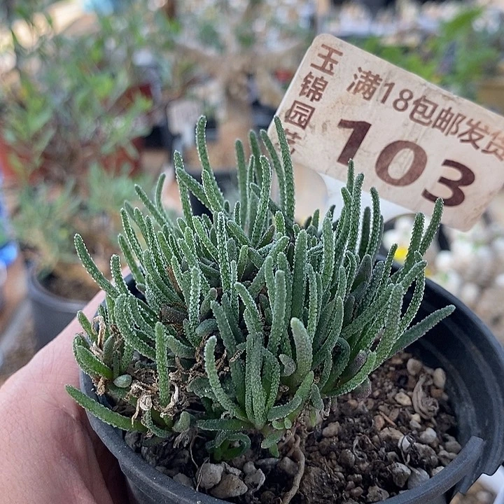 103天赐一一一一一一一一一
