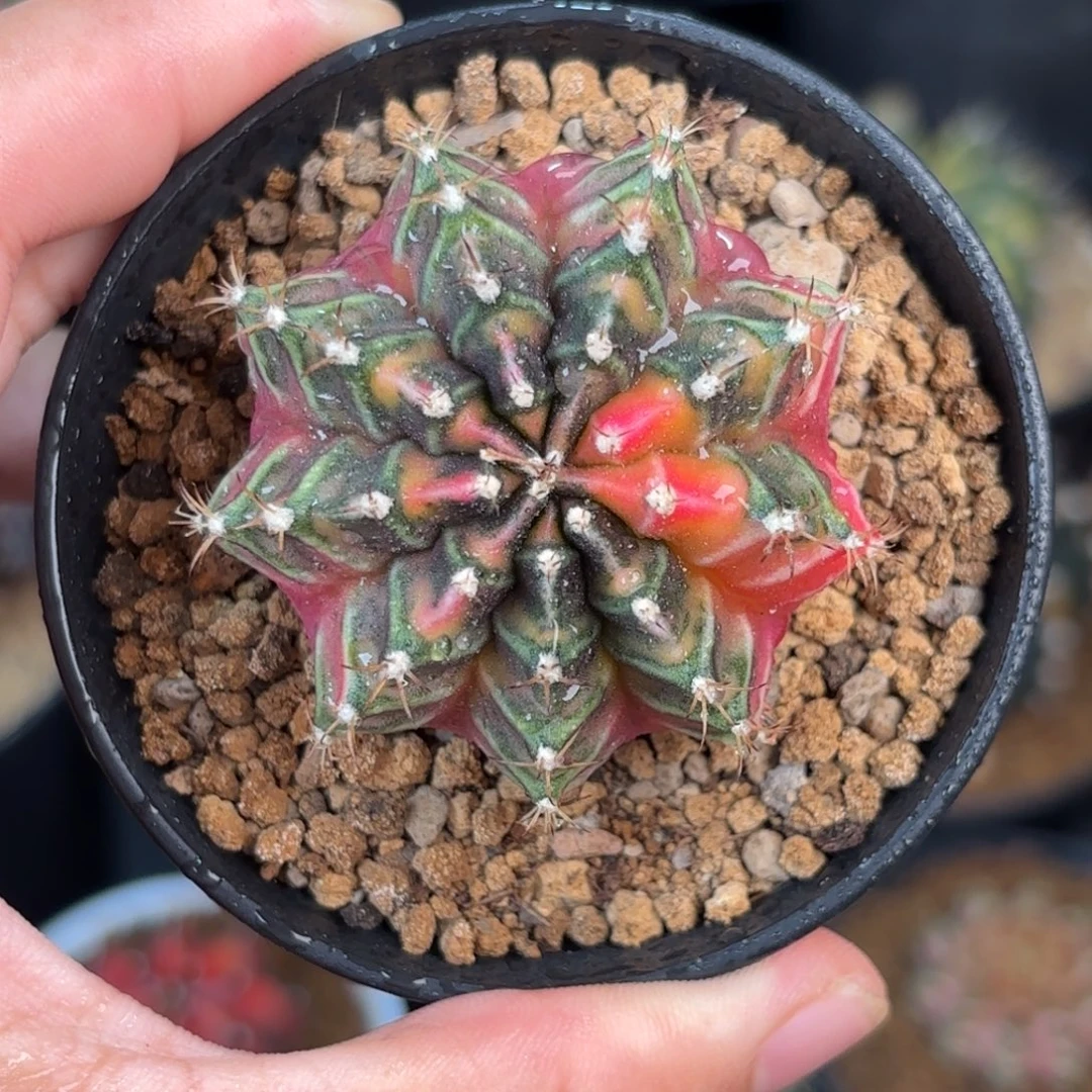 泰系米哈仙人球实生313