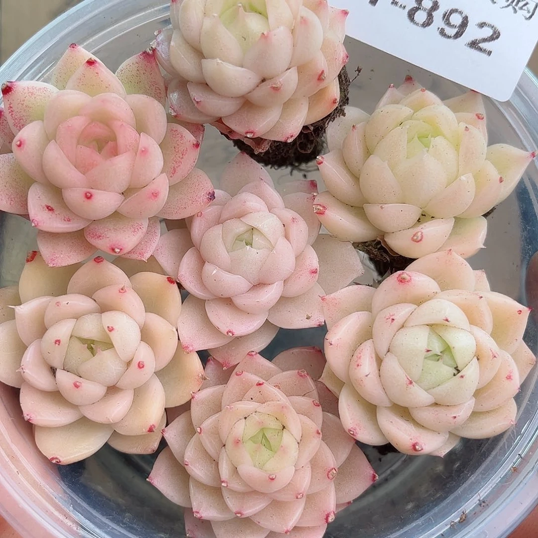 1-892 新疆西藏内蒙不发12.8包邮2-3公分多肉