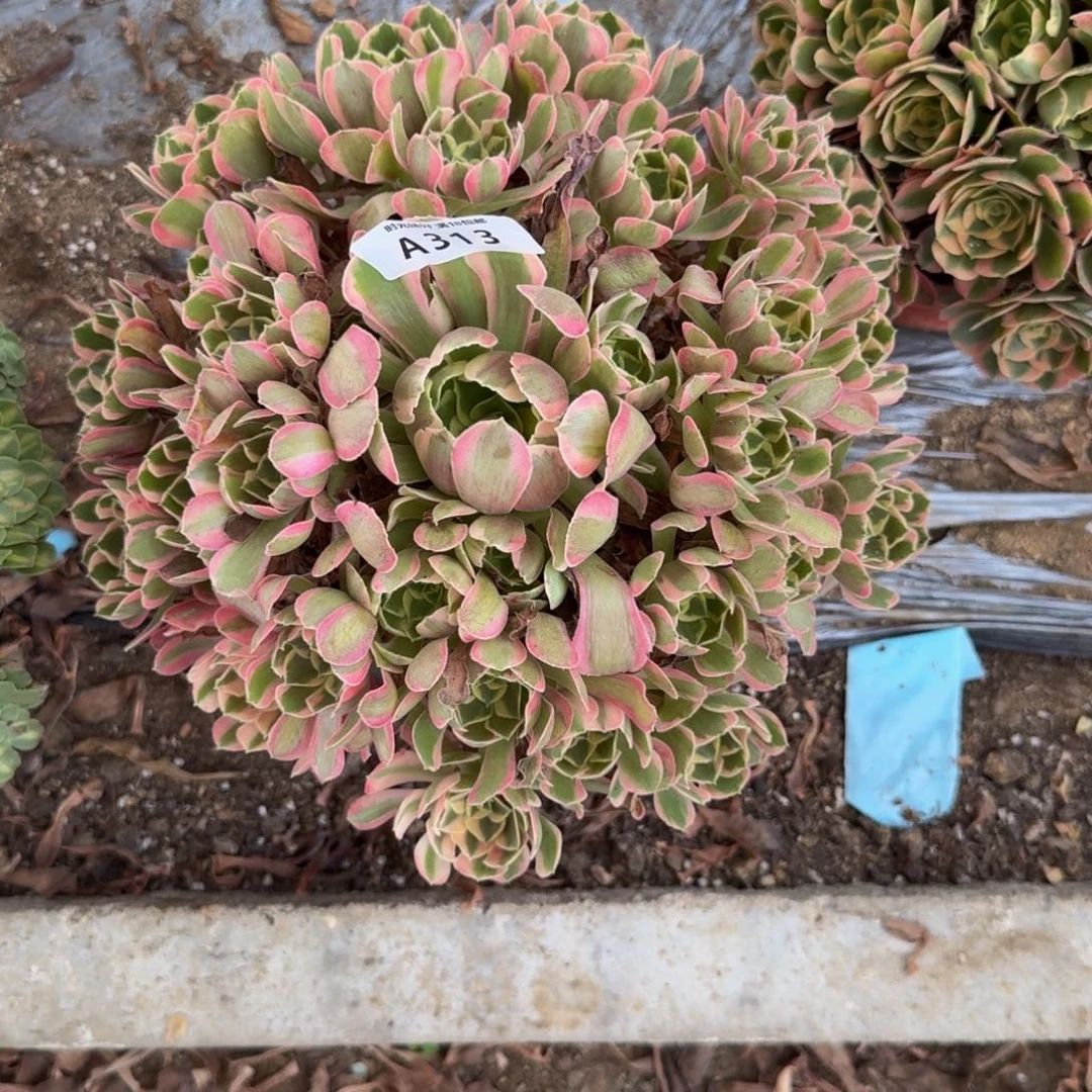 313妖月。多肉植物