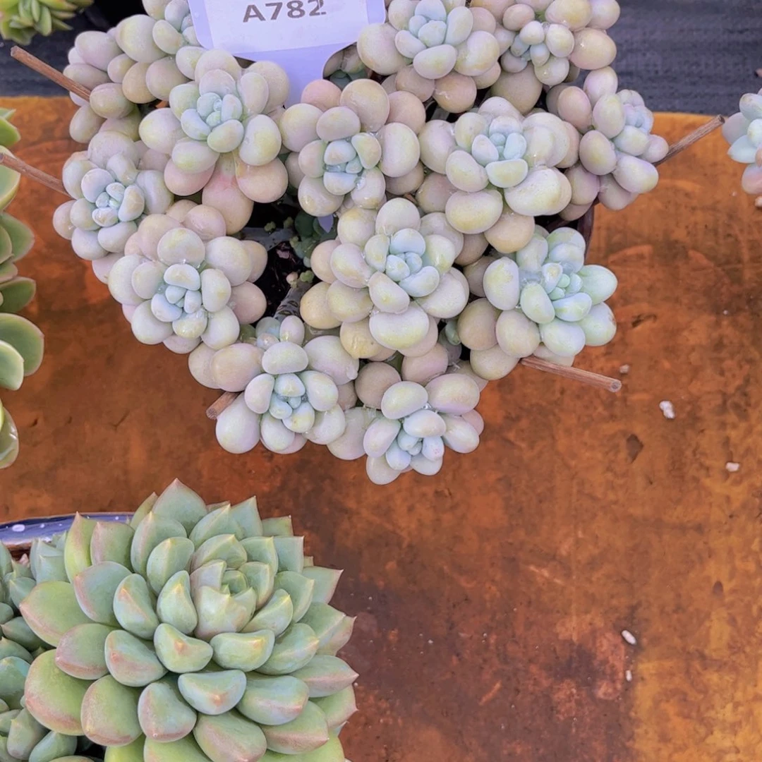 梦***洛神一颗Ａ782一物一拍