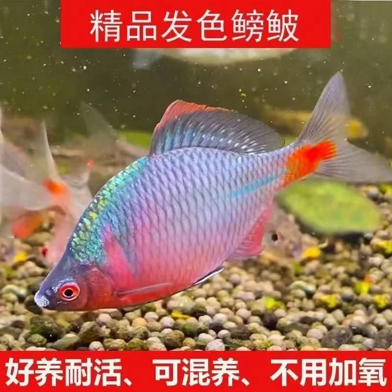 七彩鳑鲏鱼鱼观赏鱼小型原生冷水观赏鱼除藻除油膜好养耐活活鱼