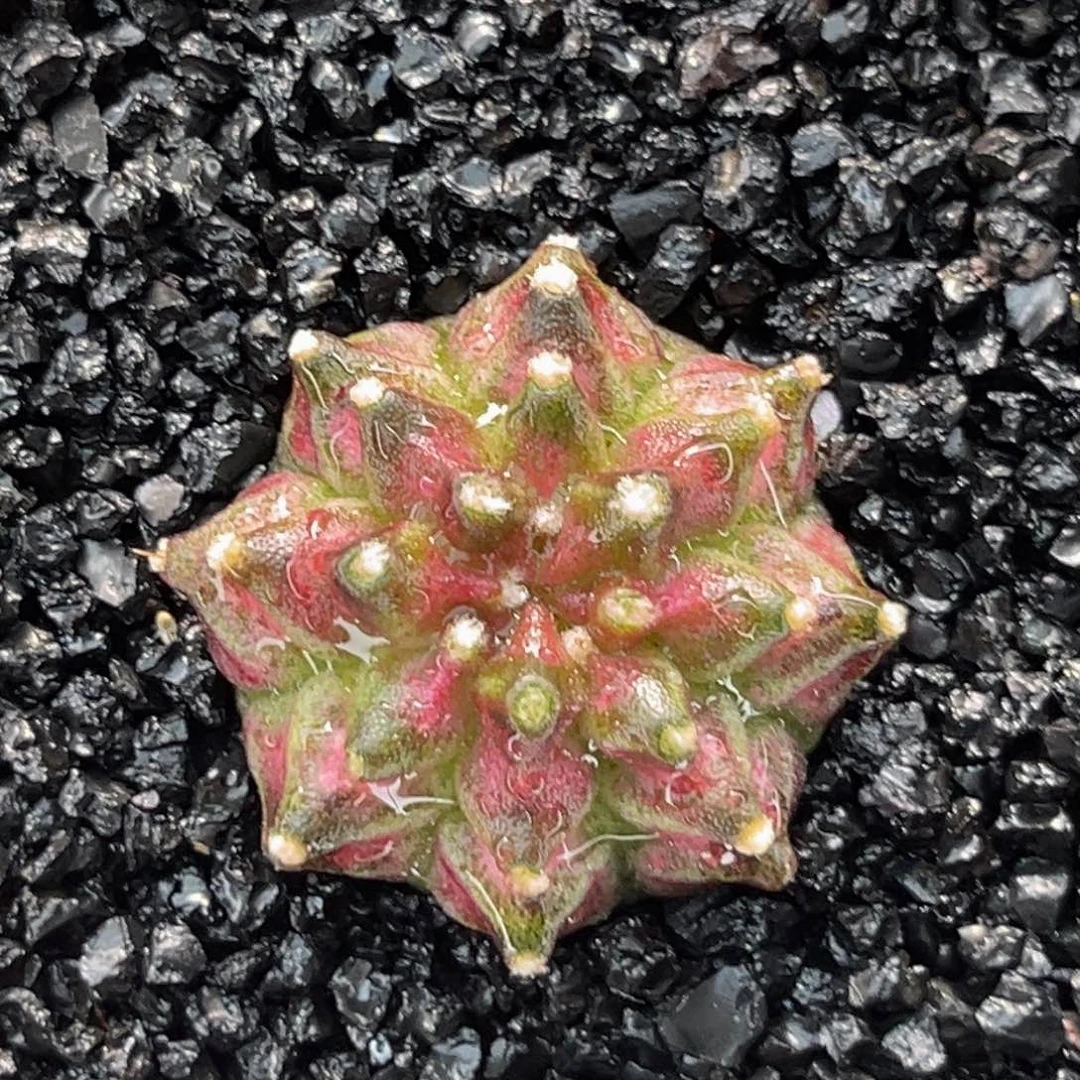 海神 米哈仙人球