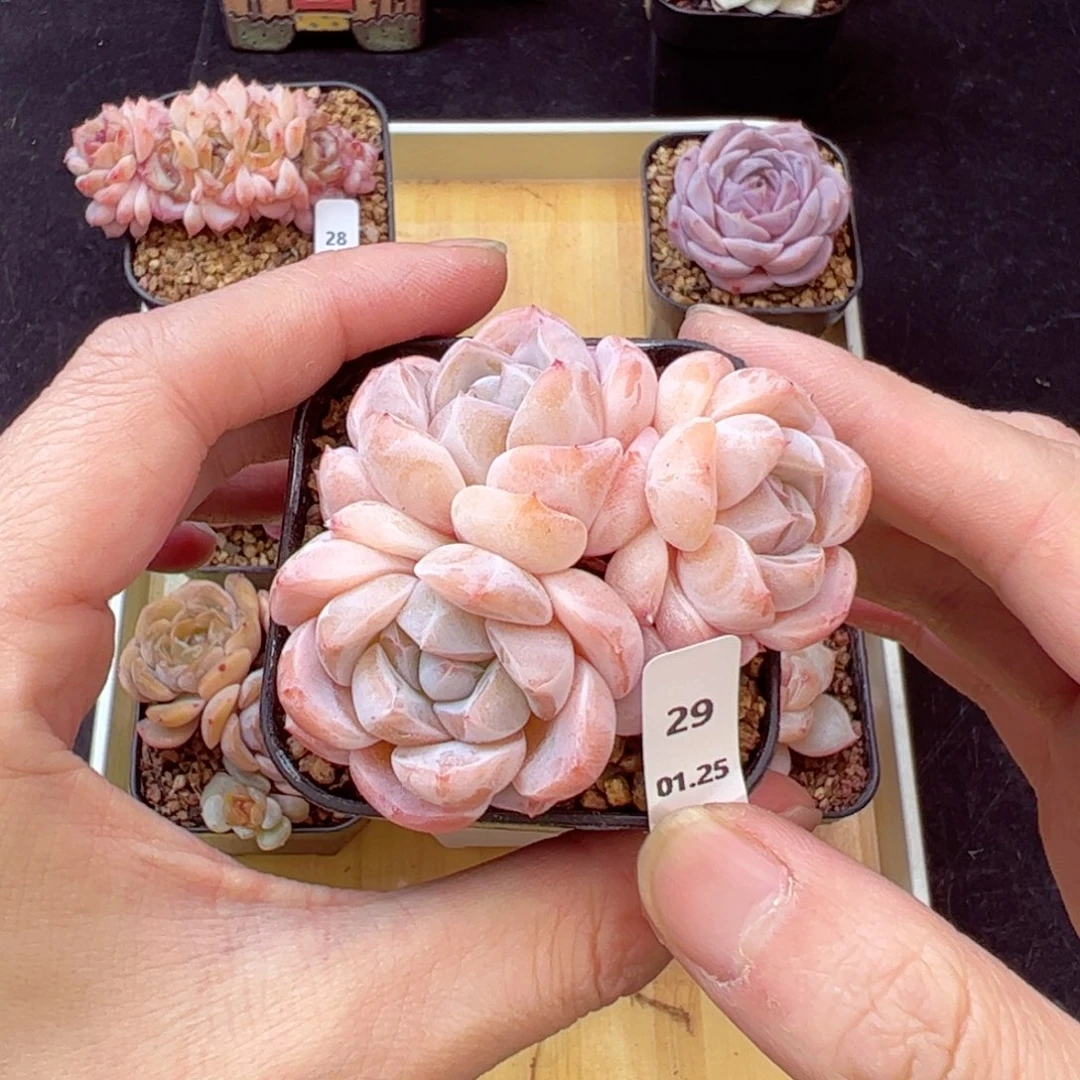 刚毅29、哈哈哈哈