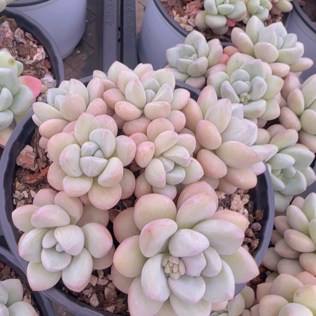 【闪购商品】小群泡泡糖