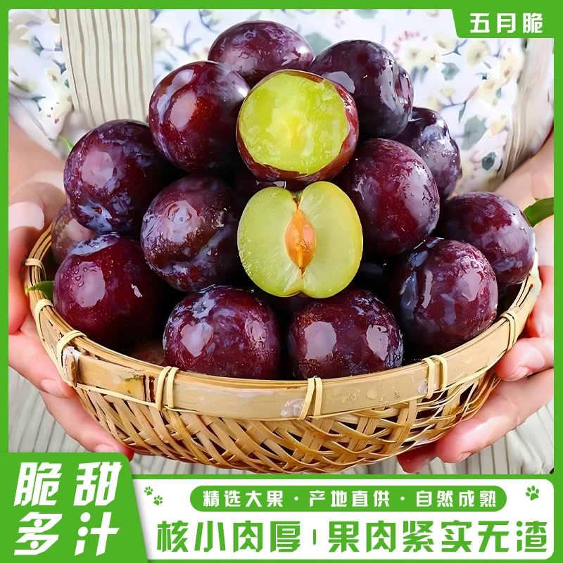 【顺丰快递】四川五月脆凤凰李新鲜现摘脆甜多汁当季水果