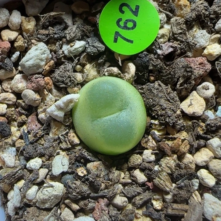 拉登1.3多肉植物762