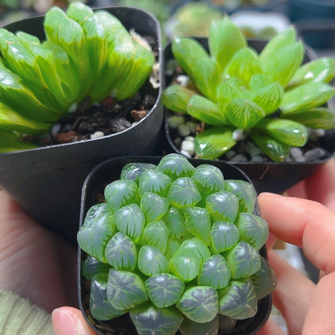 玉扇-苏州玉露-糯肌玉露