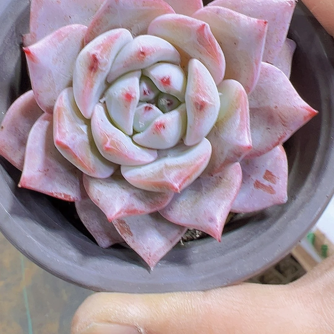 大芬兰鸟19包邮植物