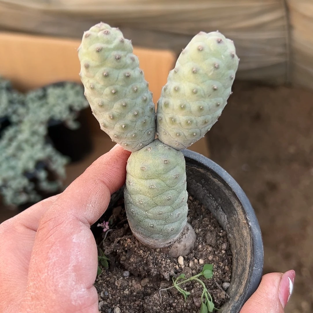 多肉植物松笠团扇