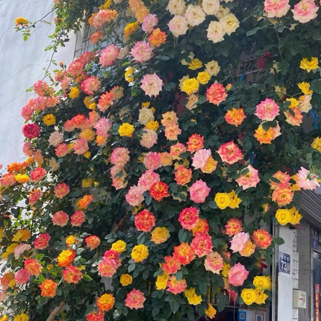 腾彩虹爬藤月季四季开多花庭院花卉植物盆栽开花不断两加仑花盆发