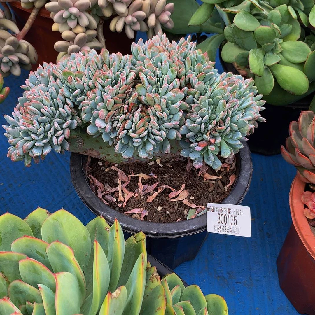 荟***蔚玛瑙缀300125多肉多肉